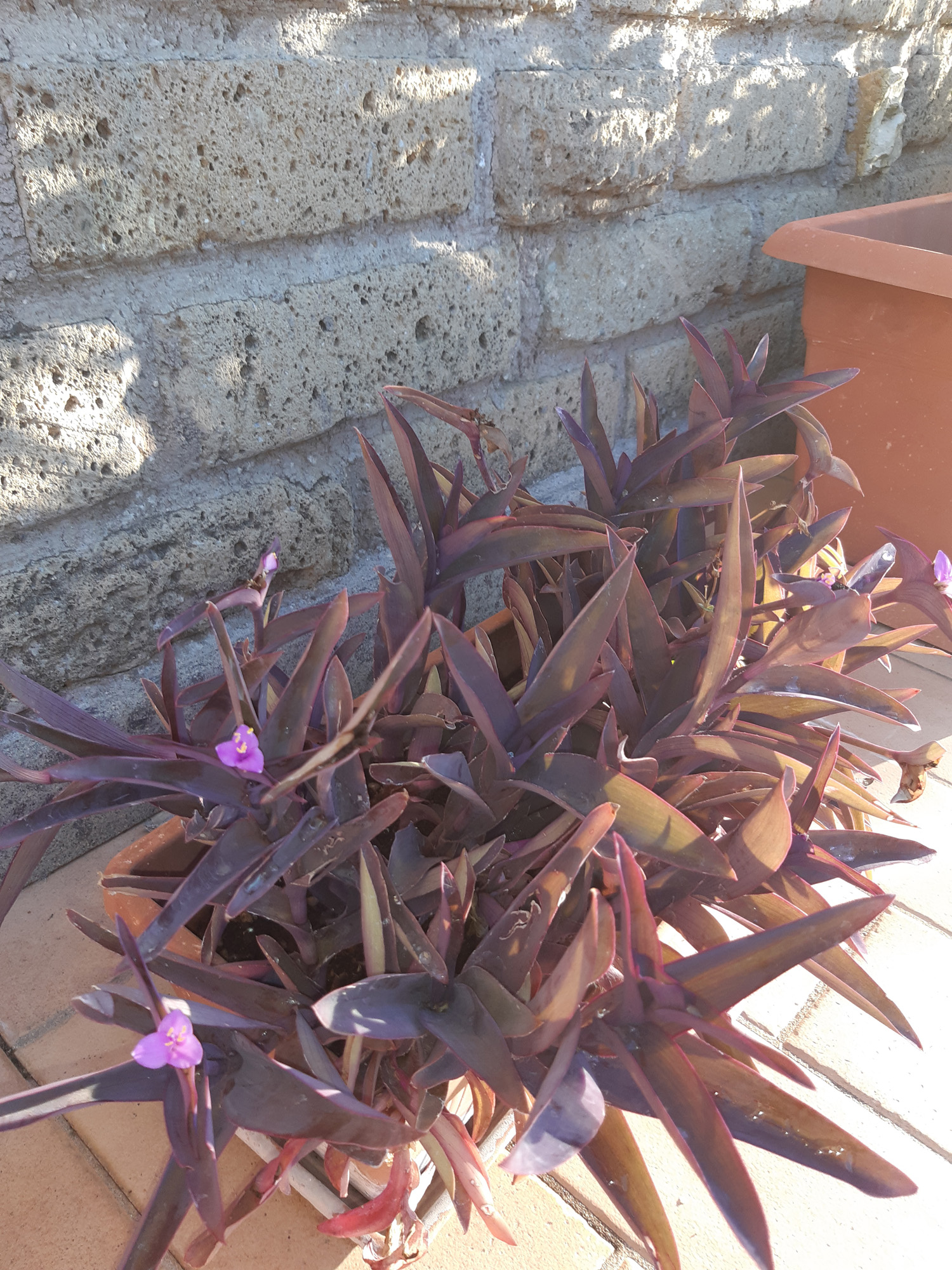 Tradescantia pallida - Fioritura con piccoli fiori viola
