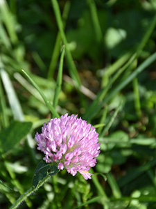Trifolium pratense L.