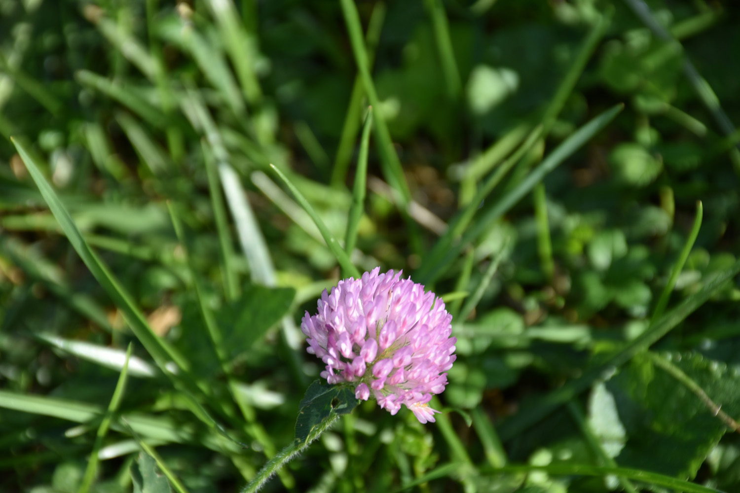 Caratterstica sfera di  fiori blu del trifoglio pratense