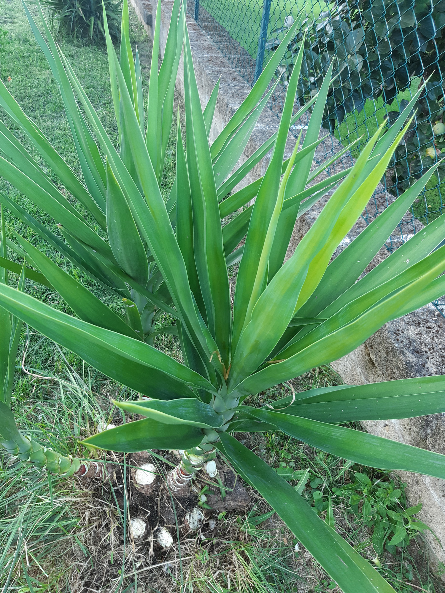 Yucca aloifolia - Rosetta con foglie pungenti verdi